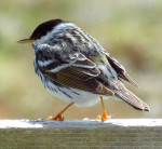 Ook in de buurt:Blackpoll warbler